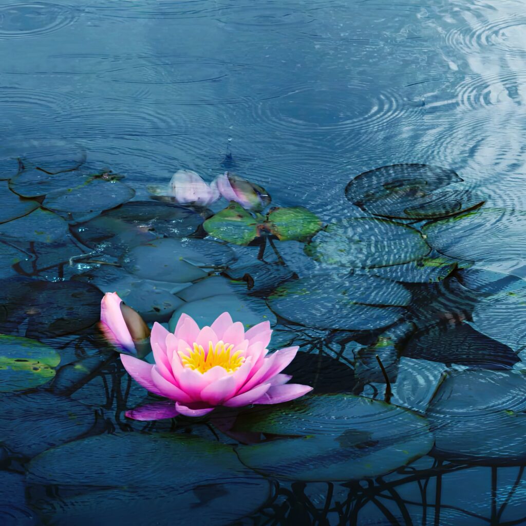 pink lotus flower floating on calm water surrounded by lily pads, symbolizing peace, purity, and serenity